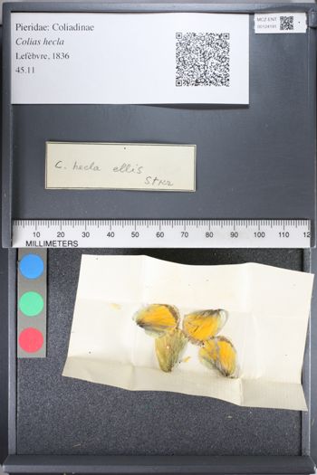 Media type: image;   Entomology 124191